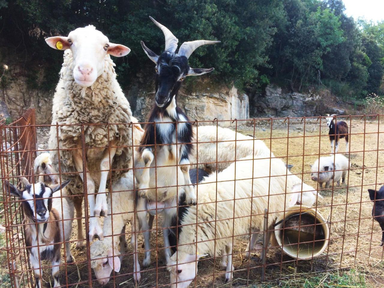 Agriturismo Eco-Bio Belmonte Vacanze Montaione Eksteriør bilde